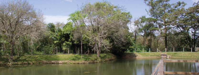 Vista de um lago rodeado por árvores no Horto Florestal na Cidade de São José