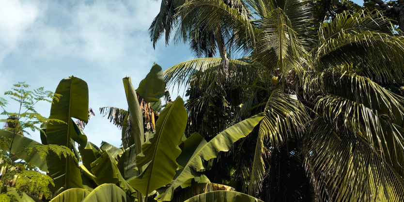 A imagem mostra uma densa folhagem tropical com uma variedade de palmeiras e plantas de bananeira, indicando um ambiente luxuoso e natural. 